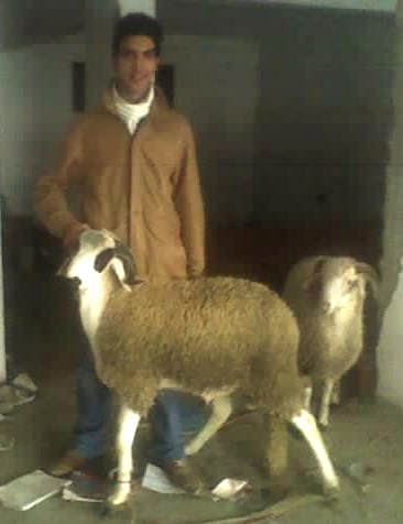 moi et mes deux mouton